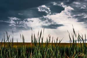 Tall grass under a dramatic, cloudy sky with dark and light contrast.