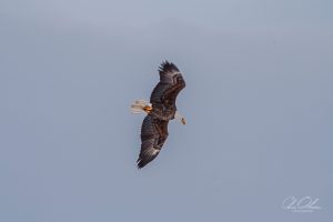 A soaring eagle against a clear blue sky, wings elegantly spread.