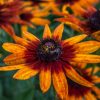 Close-up of vibrant orange and yellow flowers with dark centers in a garden setting.