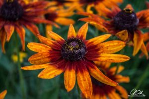 Close-up of vibrant orange and yellow flowers with dark centers in a garden setting.