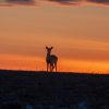 Silhouette of a deer standing on a hill against a vibrant orange and pink sunset sky