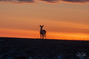 Silhouette of a deer standing on a hill against a vibrant orange and pink sunset sky
