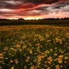 Field of yellow flowers under a dramatic sunset sky with red and gray clouds.