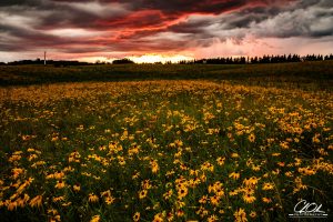 Field of yellow flowers under a dramatic sunset sky with red and gray clouds.