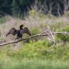 A cormorant perches on a leafless branch, wings spread, against a backdrop of green foliage.
