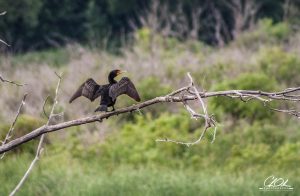 A cormorant perches on a leafless branch, wings spread, against a backdrop of green foliage.
