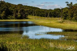 A serene pond with reflections of surrounding trees on a clear day.