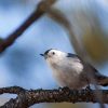A small bird perched on a tree branch with a blurred background of blue sky and branches.