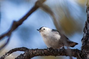 A small bird perched on a tree branch with a blurred background of blue sky and branches.