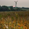 A serene field of wildflowers under a soft pink sunset, with a wind turbine and trees in the background.