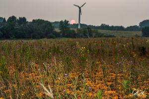 A serene field of wildflowers under a soft pink sunset, with a wind turbine and trees in the background.