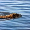 A beaver swimming in calm blue water with ripples around its body.