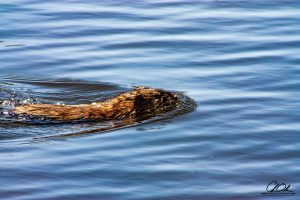 A beaver swimming in calm blue water with ripples around its body.