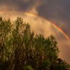 A vivid rainbow arcs above a dense cluster of green trees under a dramatic sky.