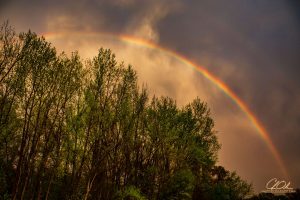 A vivid rainbow arcs above a dense cluster of green trees under a dramatic sky.