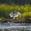 White heron with wings spread standing on a log by a riverbank, surrounded by lush green reeds.