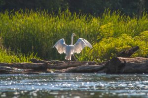 White heron with wings spread standing on a log by a riverbank, surrounded by lush green reeds.