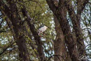 A bird perched on a tree branch amidst a forest setting.