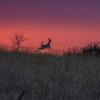 Silhouette of a deer leaping in a field under a vibrant sunset sky.
