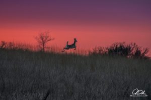 Silhouette of a deer leaping in a field under a vibrant sunset sky.