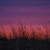 Silhouette of tall grass against a vibrant red and purple sunset sky.