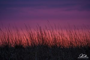 Silhouette of tall grass against a vibrant red and purple sunset sky.