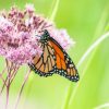 Monarch butterfly perched on delicate pink flowers with a soft green background.