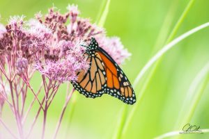 Monarch butterfly perched on delicate pink flowers with a soft green background.
