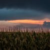 A cornfield at dusk with dark storm clouds above and a vivid orange glow on the horizon.