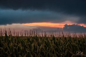 A cornfield at dusk with dark storm clouds above and a vivid orange glow on the horizon.
