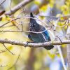 A blue bird sitting on a branch surrounded by yellow leaves.