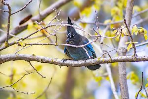 A blue bird sitting on a branch surrounded by yellow leaves.