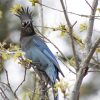A blue bird with a spiky crest perched on a branch with budding yellow leaves.