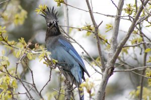 A blue bird with a spiky crest perched on a branch with budding yellow leaves.