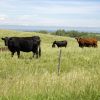 A group of cows grazing peacefully in a sunlit green meadow with a wide expanse of sky in the background.