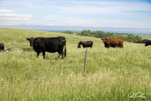 A group of cows grazing peacefully in a sunlit green meadow with a wide expanse of sky in the background.