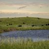 A serene landscape with cattle grazing on green hills near a pond under a cloudy sky.