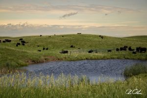 A serene landscape with cattle grazing on green hills near a pond under a cloudy sky.
