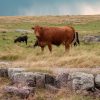 A herd of cows standing in a grassy field with rocky outcrops under a cloudy sky.