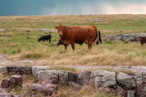 A herd of cows standing in a grassy field with rocky outcrops under a cloudy sky.