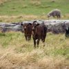 Two young brown calves standing in a grassy field with a large rock and other grazing animals in the background.