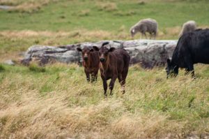 Two young brown calves standing in a grassy field with a large rock and other grazing animals in the background.