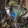 A Steller's Jay with blue feathers perched on a twisted branch in a forest setting.