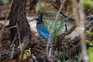 A Steller's Jay with blue feathers perched on a twisted branch in a forest setting.
