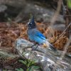 A Steller's Jay perched on a rock in a wooded area with brown foliage and scattered stones.