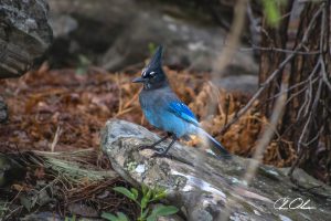 A Steller's Jay perched on a rock in a wooded area with brown foliage and scattered stones.