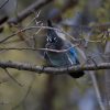 A solitary bird perched on a branch amidst sparse leaves and soft focus background.