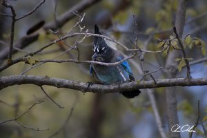 A solitary bird perched on a branch amidst sparse leaves and soft focus background.