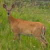 A deer standing amidst tall green grass, looking directly at the camera.