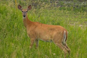 A deer standing amidst tall green grass, looking directly at the camera.